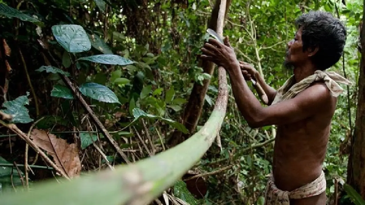 Orang Rimba Jambi