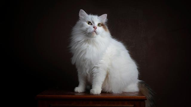 Siberian cat