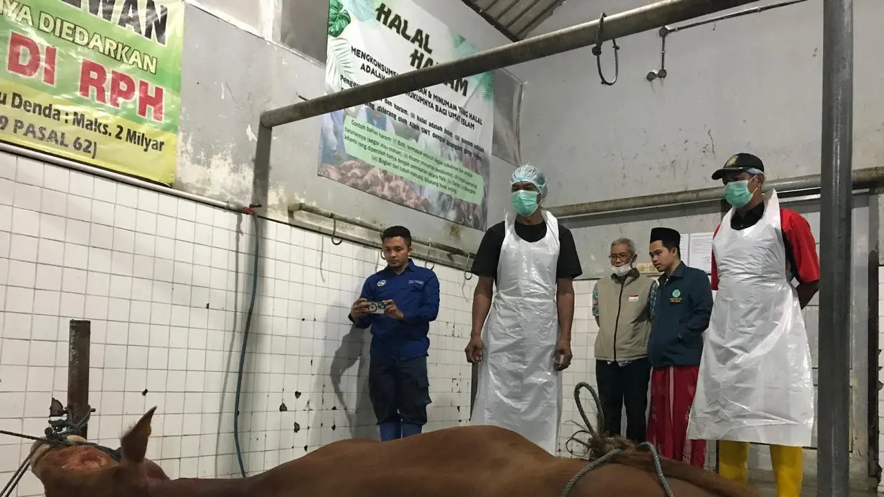 Ratusan juru sembelih halal disiapkan untuk sembelih hewan kurna di Banyuwangi (Istimewa)