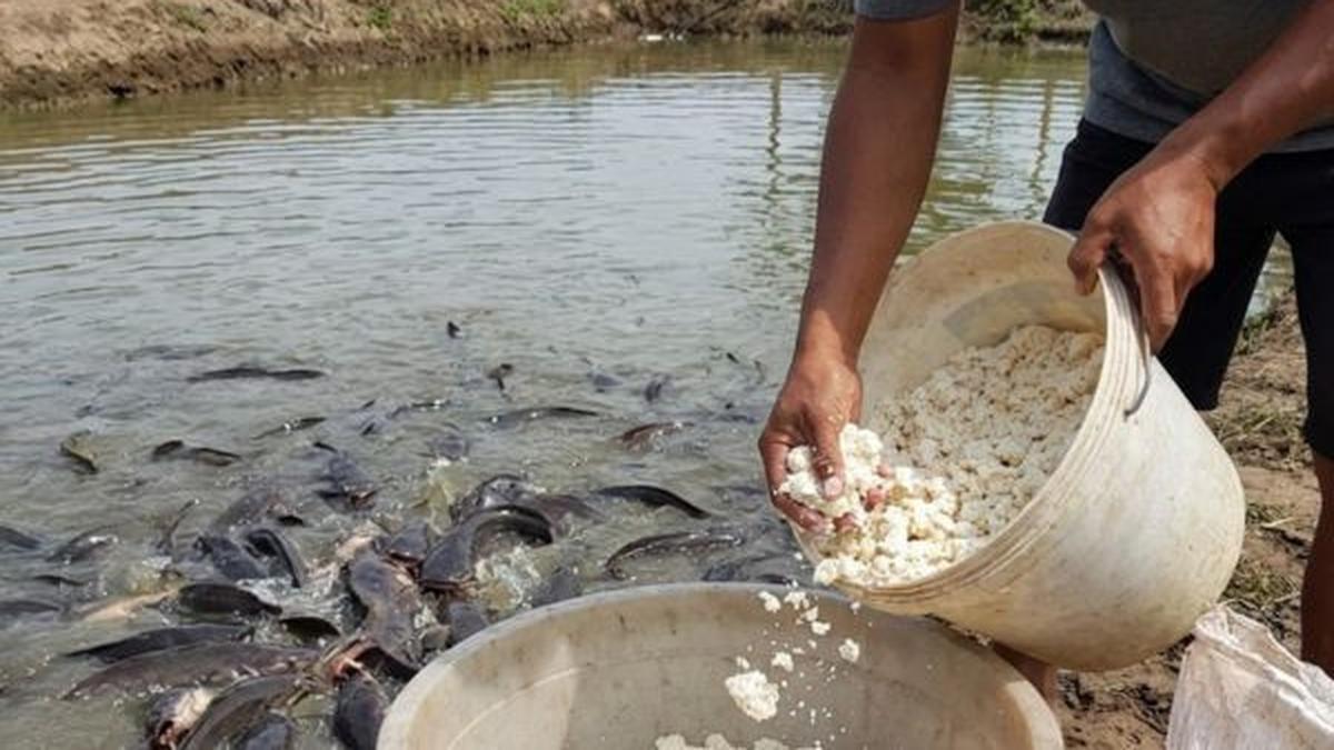 7 Alternatif Pakan Lele Alami dan Murah yang Efektif, Hemat Biaya Budidaya