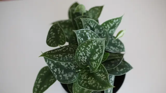 Scindapsus