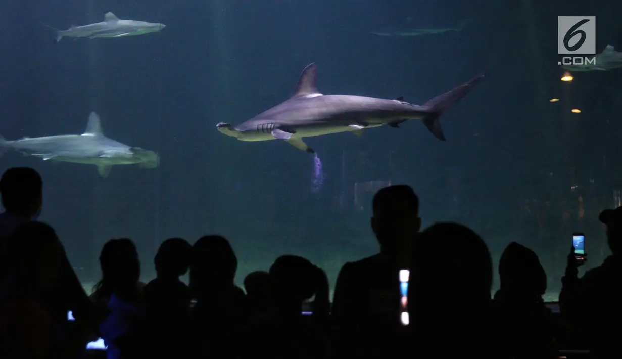 Pengunjung melihat ikan di Seaworld Ancol, Jakarta, Selasa (5/2). Libur Tahun Baru Imlek 2570 ancol masih menjadi tempat wisata pilihan untuk warga Jakarta dan sekitarnya. (Liputan6.com/Johan Tallo)