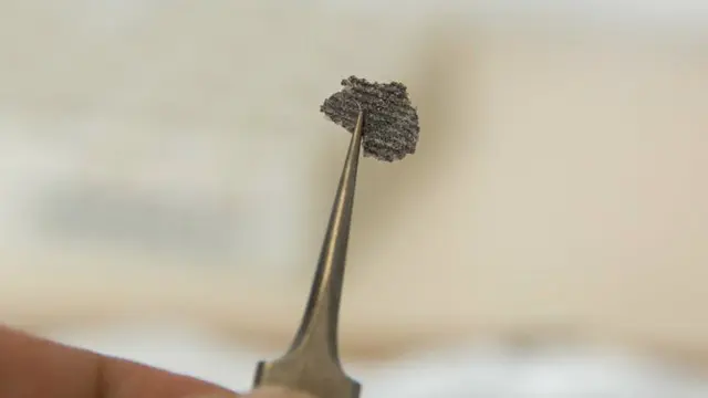 Dickinsonia, fosil dari biota Ediacaran (sumber: Australian National University)