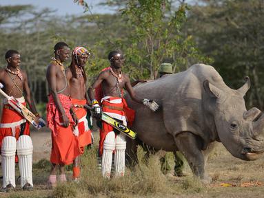 Suku Maasai foto bersama dengan seekor badak putih setelah pertandingan amal kriket di kaki Gunung Kenya (18/6). Pertandingan amal ini digelar untuk meningkatkan kesadaran akan nasib badak putih yang hampir punah. (AFP Phoo/Tony Karumba)