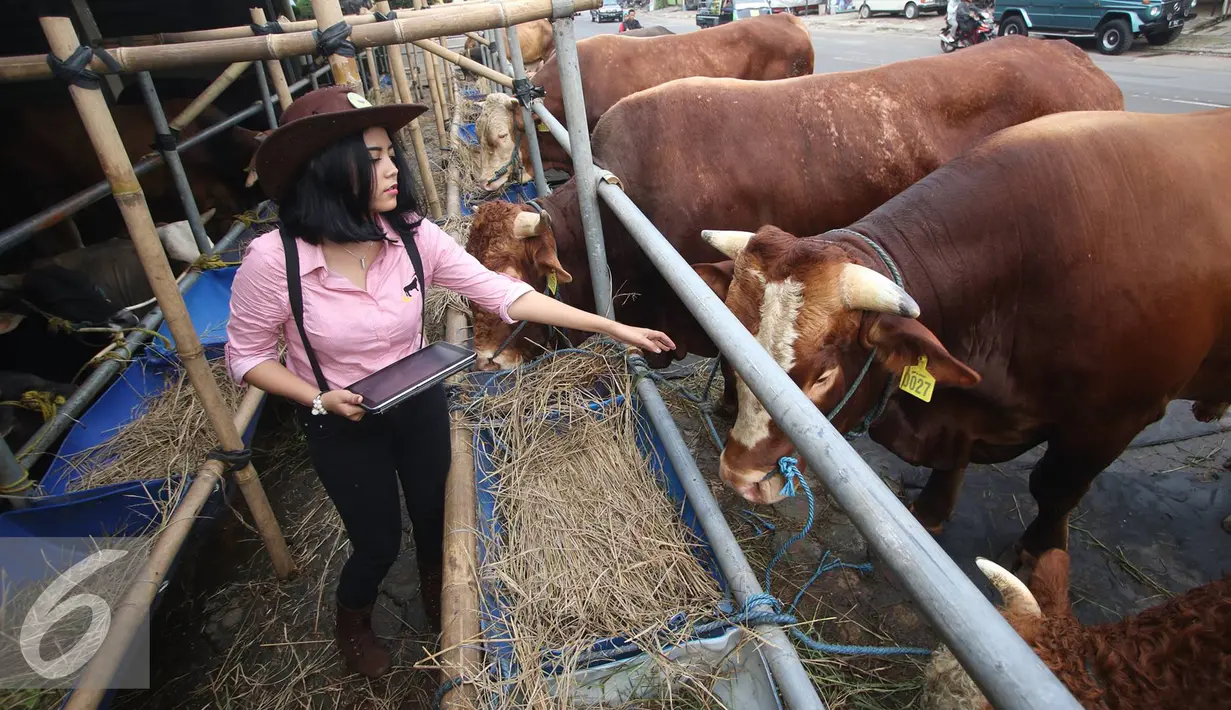 SPG memeriksa hewan kurban yang dijual di Mal Hewan Qurban H. Doni, Kelapa Dua Depok, Jawa Barat, Senin (29/8). Keberadaan SPG cantik ini menjadi daya tarik tersendiri. (Liputan6.com/Immanuel Antonius)
