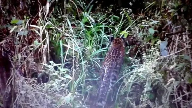 Seekor Macan Kumbang Terekam Tak Sengaja di Kawasan Semeru