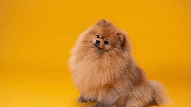 Pomeranian