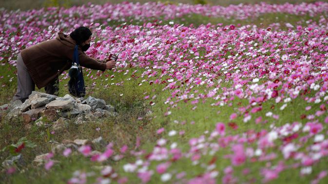 Seorang pengunjung yang mengenakan masker mengambil gambar bunga cosmos yang bermekaran di Paju, Korea Selatan pada 14 Oktober 2020. (AP Photo/Lee Jin-man)