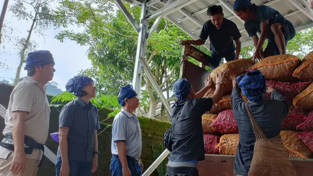 Panen Kedua, Petani Baduy Binaan YDBA Hasilkan 32,5 Ton Jahe Merah