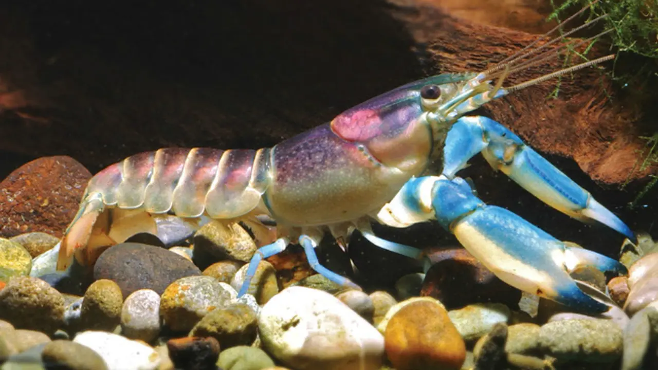 Wih! Udang Warna Galaxy Ini Cuma Ada di Indonesia!