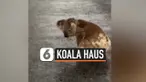 THUMBNAIL KOALA