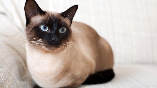 Hari Kucing Sedunia, Ini 5 Ras Kucing Terbaik untuk Dipelihara Karena ...