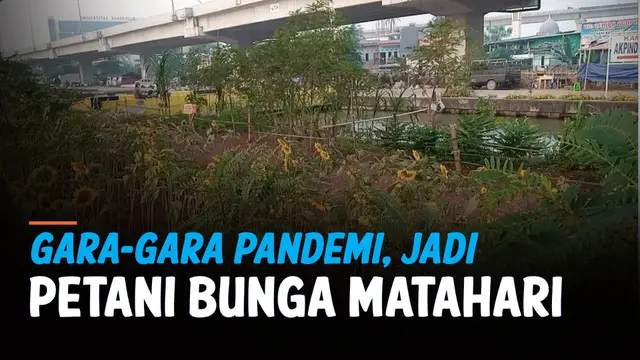 VIDEO: Akibat Pandemi, Banting Setir jadi Petani Bunga Matahari