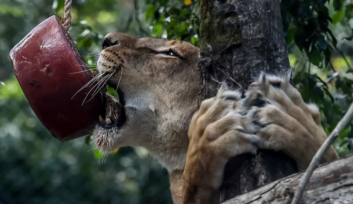 Seekor singa betina menjilat es krim daging di Kebun Binatang Santa Fe di Medellin, Kolombia pada 25 Januari 2020. Para penjaga kebun binatang memberikan es krim khusus pada hewan karena hamparan cuaca yang cukup panas di kota tersebut. (Photo by Joaquin SARMIENTO / AFP)
