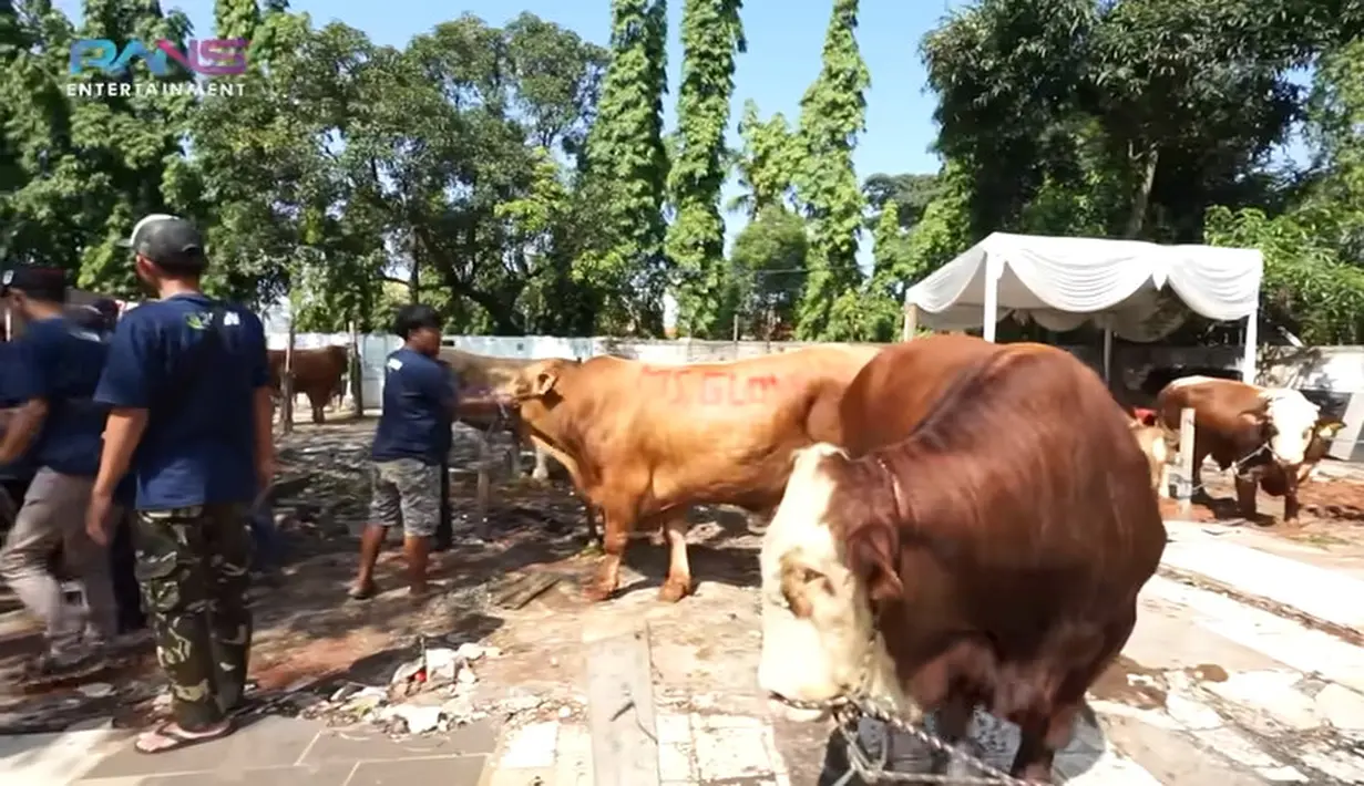 ""BISMILLAH !! QURBAN PERTAMA CIPUNG, RAFFI POTONG SENDIRI SAPI 1.1 TON, NAGITA JADI SAKSI," tulis judul videonya. [Youtube/Rans Entertainment]