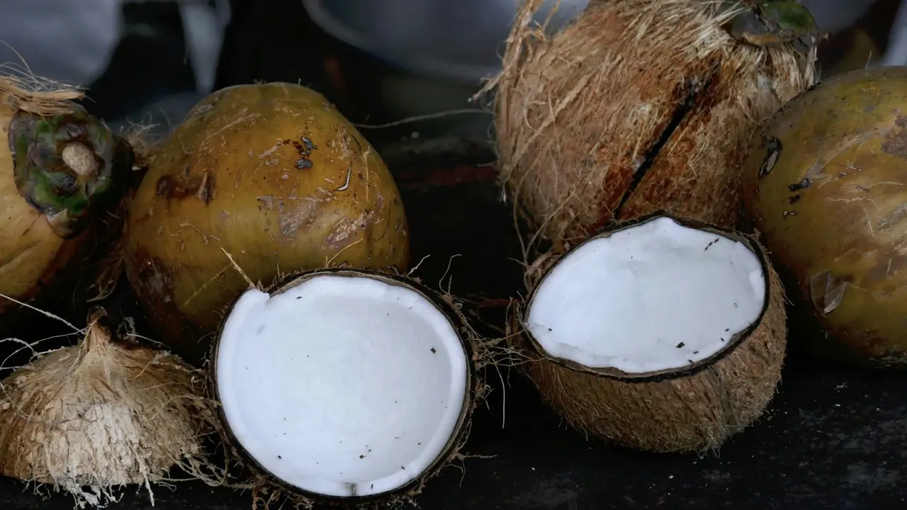 Ilustrasi kelapa, kelapa muda bakar