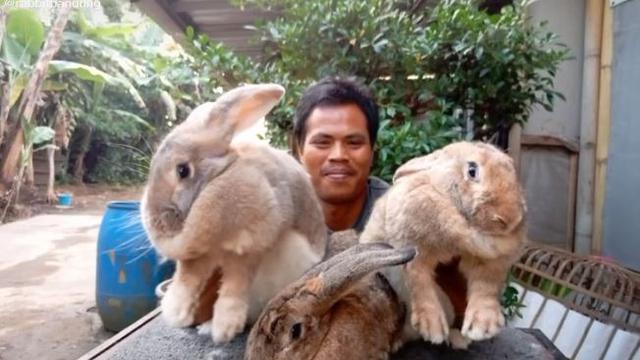 6 Potret Kelinci Raksasa Jenis Flemish, Ukuran Tubuh Bisa Sebesar Manusia