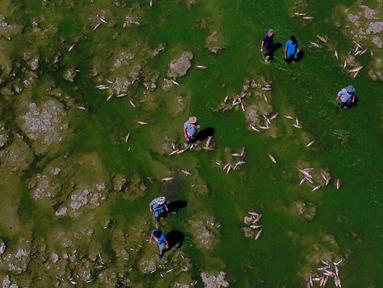 Para pria mencari ikan yang masih hidup untuk dimakan saat ikan mati menumpuk di tepi Sungai Salado, Provinsi Buenos Aires, Argentina, 22 Januari 2023. (AP Photo/Natacha Pisarenko)