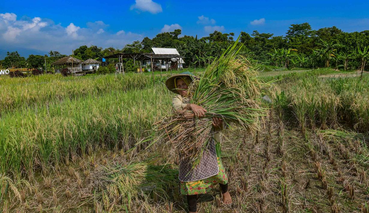 Petani memanen padi jenis Inpari 32 di Kampung Tematik Mulyaharja, Bogor, Jawa Barat, Rabu (6/5/2026). Perum Bulog melaporkan realisasi penyerapan gabah dan beras nasional mencapai 1,7 juta ton pada periode Januari hingga 5 April 2026. (merdeka.com/Arie Basuki)