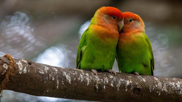 Lovebirds