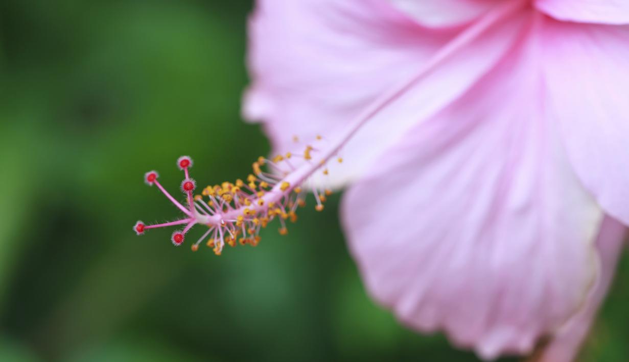 Kembang Sepatu dipercaya sejumlah masyarakat Indonesia dan Tiongkok sanggup menolak bala atau kesialan yang disebabkan oleh hal-hal yang berbau negatif/halus. (huffington.com)
