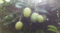 Lucu, Ada Pohon Mangga Berbuah Mengkudu