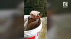 Aksi menggemaskan seekor anak kucing mencuri ikan yang lebih besar dari tubuhnya. Momen ini terjadi di Kota Nanyang, Provinsi Henan, China.
