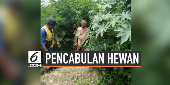 VIDEO: Kakek 68 Tahun Terciduk Cabuli Sapi di Semak-semak
