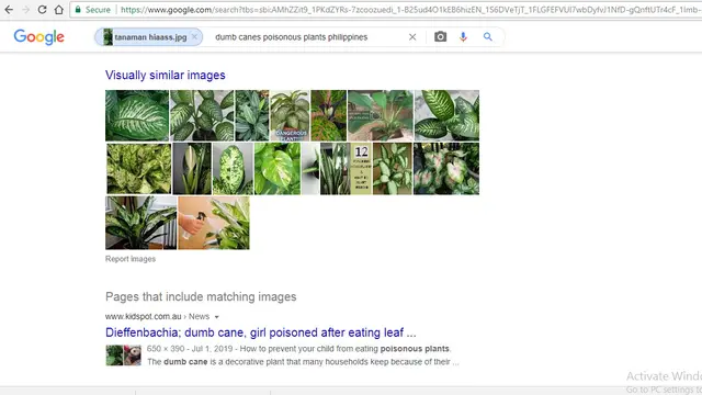 Hasil penelusuran google image tanaman hias