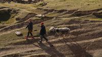 Para penggembala menggiring domba mereka di padang rumput pegunungan di Wilayah Yecheng, Daerah Otonom Uighur Xinjiang, China barat laut, pada 8 Oktober 2020. (Xinhua/Hu Huhu)