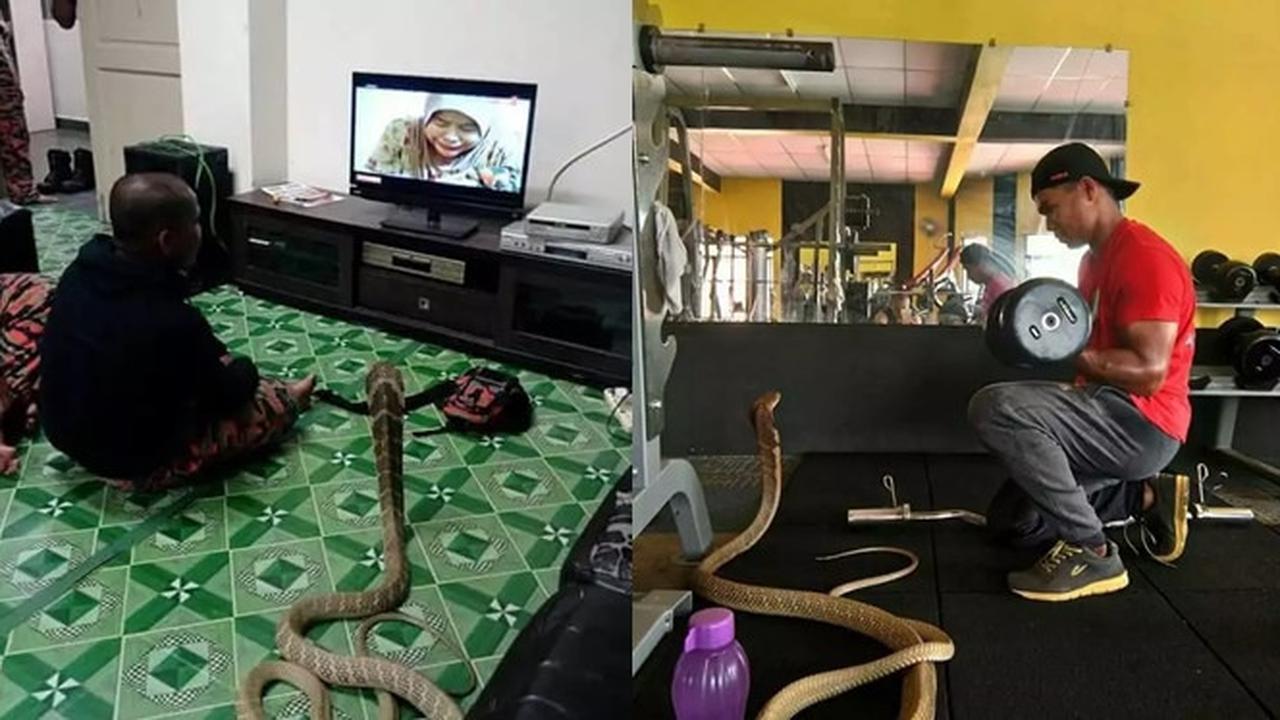 6 Potret Ular Bertingkah Bak Manusia Ini Nyeleneh, Ada yang Nonton TV