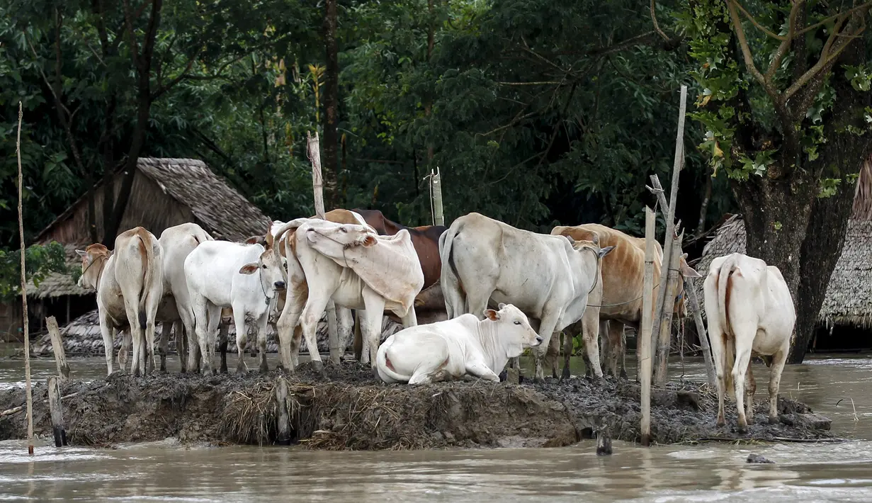 Sejumlah sapi terjebak di atas tanah yang dikelilingi banjir dari sebuah luapan sungai di Zalun Township, Irrawaddy Delta, Myanmar (6/8/2015). Meningkatnya volume luapan sungai sudah membahayakan warga sekitar di desa tersebut. (REUTERS/Soe Zeya Tun)