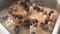 Tikur terjebak di wastafel cuci piring (Sumber: Twitter/asupanmemevideo)