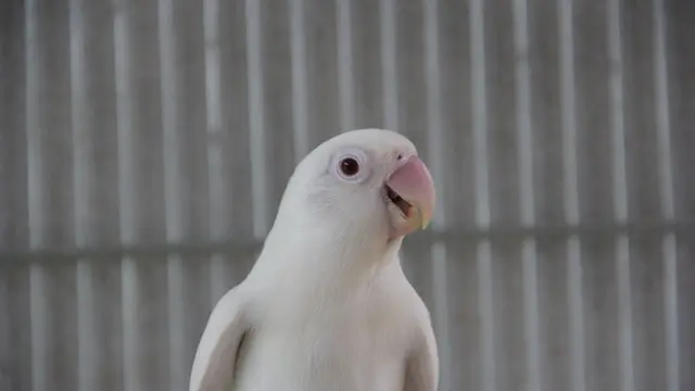 ilustrasi jenis burung lovebird yang memiliki bulu cantik serta suara merdu/Athit Pradasak/shutterstock