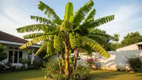 Cara Memendekkan Pohon Pisang agar Tumbuh Rendah dan Mudah Dipanen