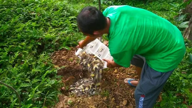 Penguburan ratusan burung yang mati di TWA Buluh Cina.
