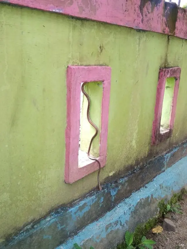 6 Potret Ular Ada di Pagar Rumah Ini Bikin Syok, Dikira Patung