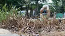 Ceceran daun kering dan tanaman rusak terlihat menumpuk di area Taman Puring yang berada di kawasan Jakarta Selatan, Minggu (15/9/2019). Nampak kondisi taman memprihatinkan, sejumlah bagian taman terlihat rusak dan kotor. (Liputan6.com/Helmi Fithriansyah)