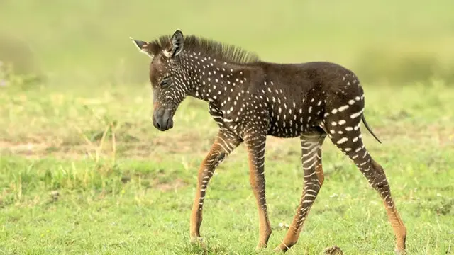 Unik, Zebra Ini Lahir dengan Motif yang Tak Biasa