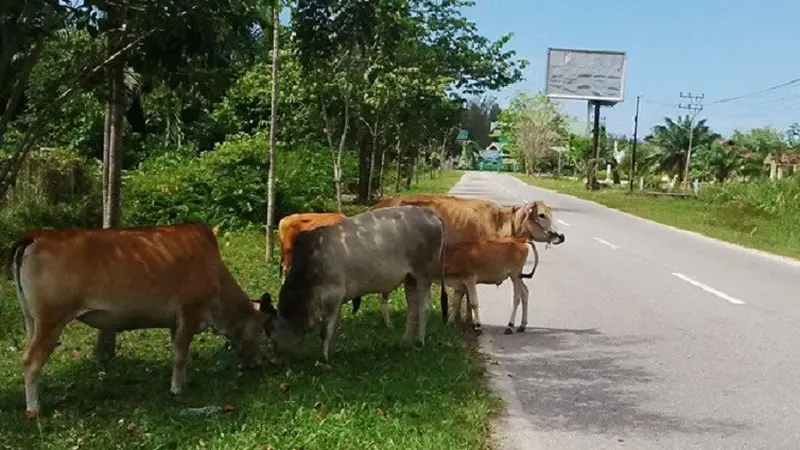 Sapi Jambi