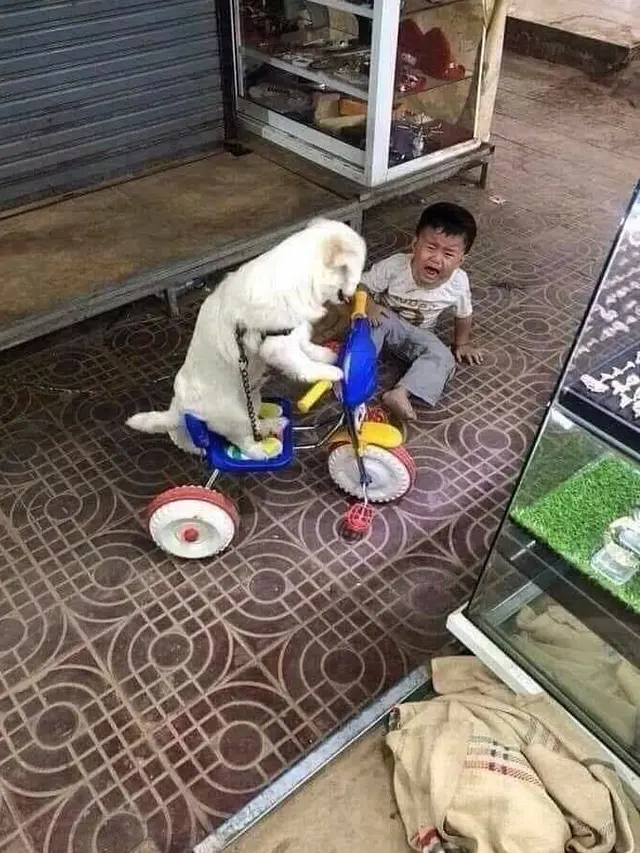 6 Kelakuan Nyeleneh Anjing Saat Main, Ada yang Buat Anak Nangis