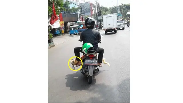 6 Momen Ojol Bawa Hewan Kurban Ini Bikin Geleng Kepala
