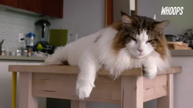 Beginilah Sosok Kucing Terbesar Dunia