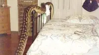 Ular Sepanjang 5 Meter Melingkar di Tempat Tidur Perempuan Ini...