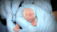 Bayi panda itu bahkan belum berumur satu hari setelah kelahirannya.
