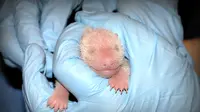 Penampakan Bayi Panda 11 Jam Setelah Melahirkan