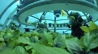 Sebuah perusahaan di Italia berhasil menciptakan perkebunan bawah laut pertama di dunia yang diberi nama "Nemo Garden".