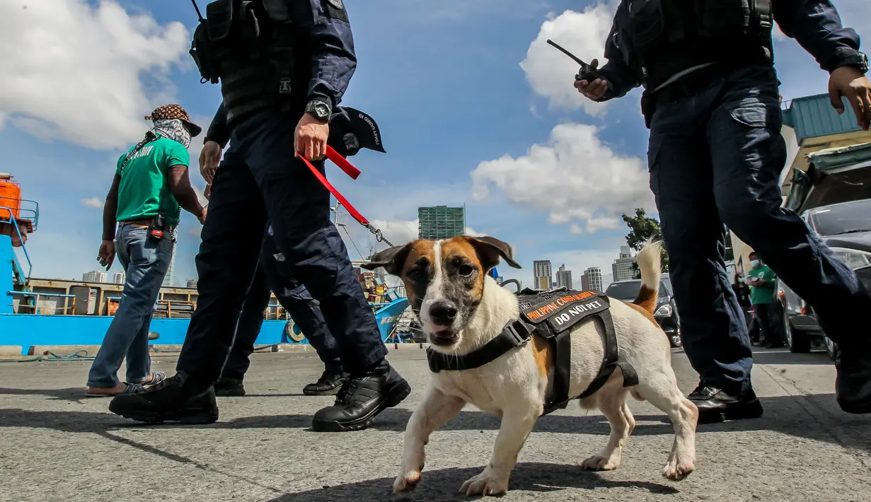 Seekor anjing pelacak bom terlihat sedang bersama personel unit K9 Penjaga Pantai Filipina (Philippine Coast Guard/PCG) dalam latihan kemampuan respons ancaman bom dan penyanderaan di sebuah dermaga di Manila, Filipina, 1 Desember 2020. (Xinhua/Rouelle Umali)
