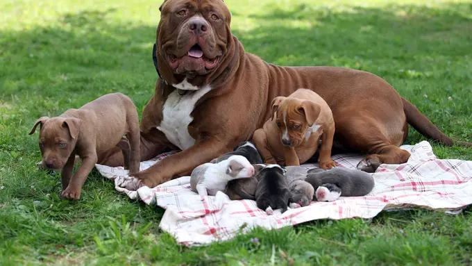 Gokil, Pitbull Raksasa Ini Memiliki Anak Seharga Rp 5 Miliar