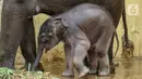 Bayi gajah, Covid yang berusia 1 bulan saat bersama induk gajah betina, Nina di Taman Safari Indonesia Cisarua, Bogor, Jawa Barat, Rabu (27/5/2020). Bayi Gajah Covid yang lahir pada Selasa (28/4) mendapat perawatan rutin selama pandemi. (Liputan6.com/Fery Pradolo)